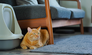 Diarrhée chez le chat : ce qu’il faut savoir et comment la traiter